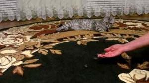 Игра "Камушки"