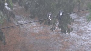 Где прячутся птицы во время дождя