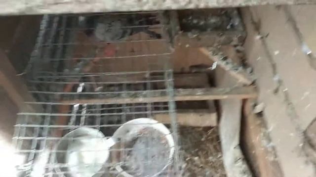 Паровка голубів смотреть онлайн