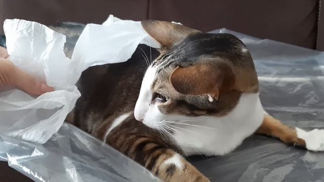 Странности ориентального кота🙊 The strange BUZZ🙃| 🇬🇧Subs| Funny Oriental Cat
