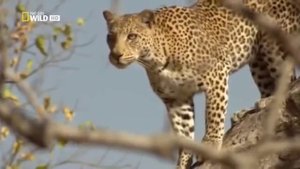 Животные мира Леопарды Желанное место животных Жестокая Африка Ботсвана Хищники Самые скрытные кошк