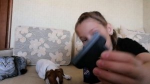 Шерсть Джек Рассела Терьера. Как ухаживать? Делюсь своим опытом.