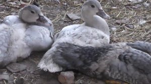 Новая линия лавандовых утят