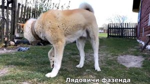 ЭТУ ПЕСНЮ МОЖНО СЛУШАТЬ БЕСКОНЕЧНО! Летят года     АЛЕКСАНДР СЕНЮТА