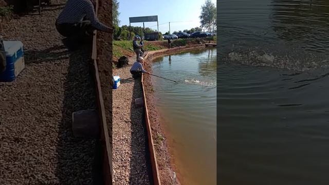 Онлайн поимка форели. Рыбалка в ДУРЫКИНО