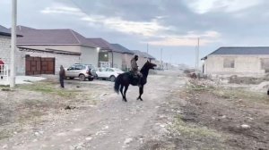 Кабардинская порода лошадей