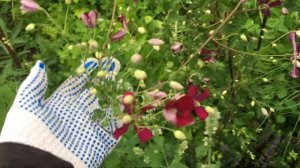 Клематис Sweet Summer Love