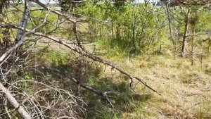 Зачем нужна лошадь в современной деревне.