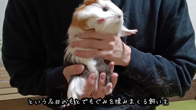 モルモット揉んでみた смотреть онлайн