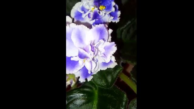 Фиалки зимой смотреть онлайн