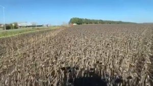 Белгородская обл. Уборка подсолнечника 2022. Урожайность 35+. ИП «Битюцкий». Технология Фугустим.