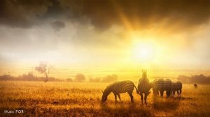 АФРИКАНСКАЯ БАРАБАННАЯ МУЗЫКА • Племенные ритмы • Шаманский танец • Дайте волю своему Первобытному Я