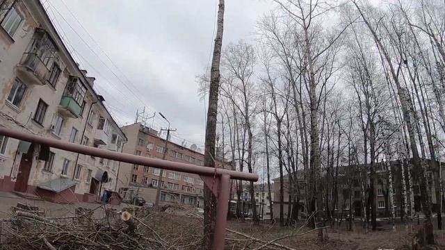 Спил аварийного Тополя