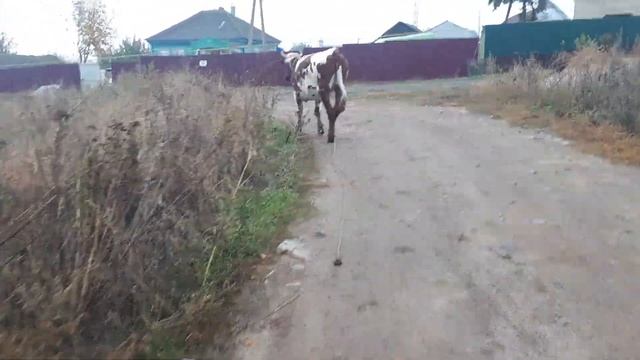 #КОРОВА НЕ ПРИХОДИТ В ОХОТУ#ИЛИ ТИХАЯ ОХОТА# смотреть онлайн