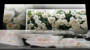 Букет из белых роз