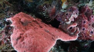 Coral Reefs (1080p)