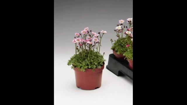 Внимание дарим 3 подарка! Камнеломка, три окраски. смотреть онлайн