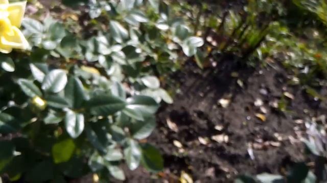 Обзор, дача, обрезка роз, влог..... смотреть онлайн