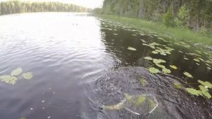 Озеро Чёрное. Рыбалка на спиннинг на щуку. Знойная поездка на Неленьгу в июле 2021. Часть 3.