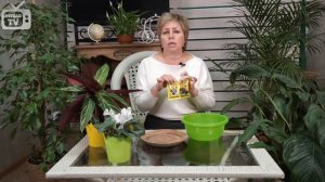 Хитсад ТВ - Почему сохнут кончики листьев у растений? ? Комнатные растения Мастер-класс