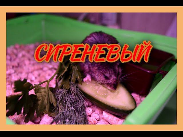 !!! СИРЕНЕВЫЙ  !!!    #хомка #хомячок #хомячки #грызун #грызуны #джунгарскийхомЯк