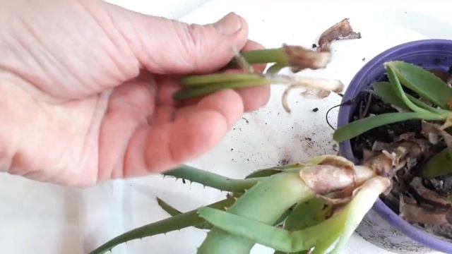 у алоэ подгнил стебель смотреть онлайн