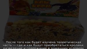Кролики — разведение и содержание в домашних условиях в клетке