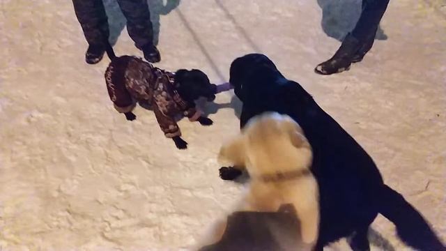 Перетяжки! Элли против лабрадоров. Стаффордширский бультерьер Элли смотреть онлайн