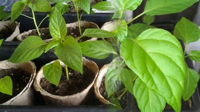 Выращиваю крепкую рассаду перцев смотреть онлайн