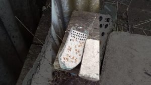 Гледичия трёхколючькавая-посадка пророщенных семян