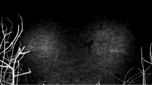 Охота на шакала в Ростовской области