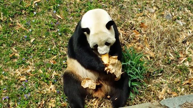 Даже толстые млекопитающие привлекательны смотреть онлайн