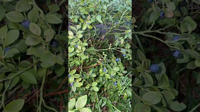 Черничный рай в июле?? #черника #ягоды #природа #тихаяохота #лес #nature #paradise #berries #грибы