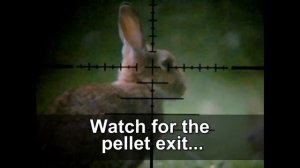Slow Motion Airgun Rabbit Hunting