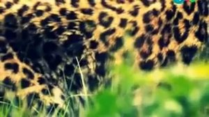 Мультфильм для детей "Лесная Книга". Серия  2