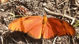 Латиноамериканская бабочка геликонида Dryas iulia - "Дриада-Юлия" в Таиланде Бангкок, Люмпини-парк