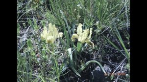 Весенние цветы степи