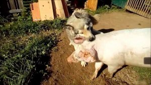 Обшивка дома доской в нахлест, поросята с пеной у рта!