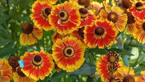 Гелениум осенний Бидермейер (helenium autumnale) ? обзор: как сажать, саженцы гелениума Бидермейер