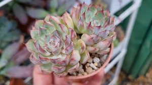 Echeveria Mexensis Zaragosa