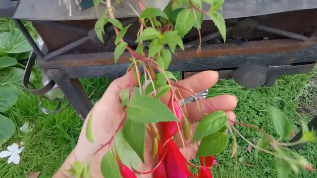 ОБЗОР САДА Что цветет в моём саду 1 октября?