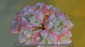 Пеларгония Sutarves Klara San