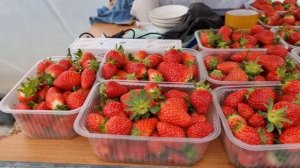 Клубника в теплице, корейский сорт на 23.03.22г