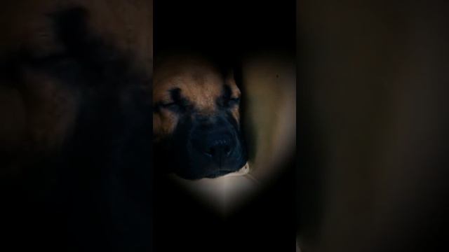 fourth video, #bullmastiff puppy,2 months ❤🥰.