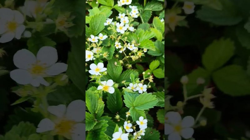 Рассада клубники на высокой грядке. Цветение клубники...