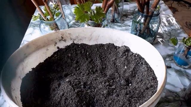 Виноградные черенки спустя 2 недели после укоренения Часть 2 посадка смотреть онлайн