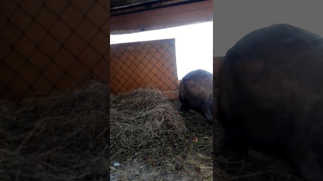 Ура кролиха делает гнездо я так рада что она покрыта от колифорнии. смотреть онлайн