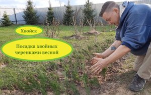 Хвойск. Посадка хвойных черенками весной.