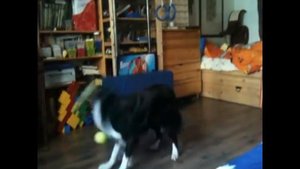 Бордер колли Джи и мячики. Border collie G and balls.