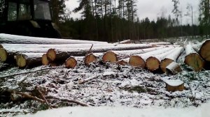 заготовка леса  в одного человека,заканчиваю
